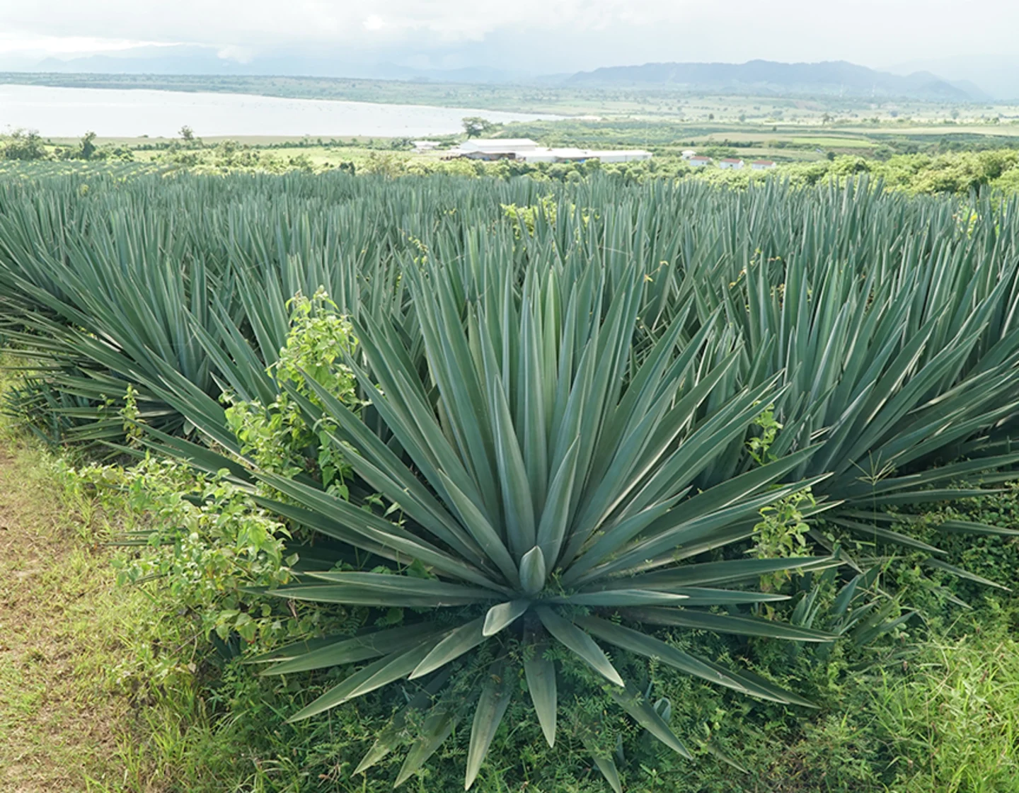 Sisal plants on a farm